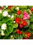 Begonya – Begonia Karışık Renklerde 15 Adet 3