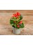 Begonya – Begonia Karışık Renklerde 15 Adet 4