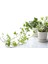 Mini Hedera Salon Sarmaşığı- Alacalı&yeşil Askılı Saksıda 2 Adet 1
