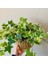 Mini Hedera Salon Sarmaşığı- Alacalı&yeşil Askılı Saksıda 2 Adet 5