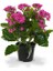 Kalanşo Çiçeği – Kalanchoe 10 Adet Pembe 1