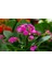Kalanşo Çiçeği – Kalanchoe 10 Adet Pembe 2