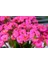 Kalanşo Çiçeği – Kalanchoe 10 Adet Pembe 3