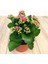 Kalanşo Çiçeği – Kalanchoe 10 Adet Pembe 4