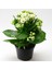 Kalanşo Çiçeği – Kalanchoe 5 Adet Beyaz 1