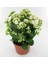 Kalanşo Çiçeği – Kalanchoe 5 Adet Beyaz 2