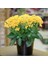 Kalanşo Çiçeği – Kalanchoe 10 Adet Sarı 4