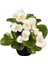 Begonya Çiçeği Beyaz Begonıa Semperflorens 90 Adet 4
