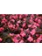 Begonya Çiçeği Pembe Begonıa Semperflorens 90 Adet 3