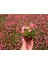 Begonya Çiçeği Pembe Begonıa Semperflorens 90 Adet 4