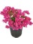 Begonvil Fidanı Pembe 25-30 cm – 5 Adet Balkon ve Bahçe Bitkisi 4