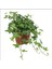 Mini Hedera Salon Sarmaşığı- (Hedera Helix Green) Askılı Saksıda 1