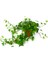 Mini Hedera Salon Sarmaşığı- (Hedera Helix Green) Askılı Saksıda 2