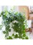 Mini Hedera Salon Sarmaşığı- (Hedera Helix Green) Askılı Saksıda 3