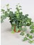 Mini Hedera Salon Sarmaşığı- (Hedera Helix Green) Askılı Saksıda 4