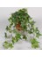 Mini Hedera Salon Sarmaşığı- (Hedera Helix Green) Askılı Saksıda 5