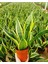 Paşa Kılıcı - Peygamber Kılıcı (Sansaveria Trifasciata) 20-30 cm 1