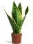 Paşa Kılıcı - Peygamber Kılıcı (Sansaveria Trifasciata) 20-30 cm 2