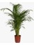 Areka Palmiyesi 60 cm 5