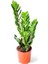 Zamia (Zeze Çiçeği) 2 Adet 1