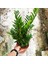 Zamia (Zeze Çiçeği) 2 Adet 4