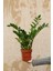 Zamia (Zeze Çiçeği) 2 Adet 5