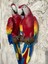 Papağan Ikili Macaw 2