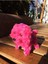 Havlayan, Yürüyen Pilli Oyuncak Peluş Köpek(Koyu Pembe) 1 Adet 1