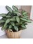 Dua Çiçeği - Calathea Picturata 1