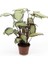 Dua Çiçeği - Calathea Picturata 2