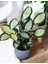 Dua Çiçeği - Calathea Picturata 3