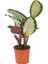 Dua Çiçeği - Calathea Picturata 4