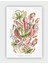 Nepenthaceae Kunstformen Der Natur Ernst Haeckel Duvar Posteri - Kalın Kağıt - Çerçevesiz 1