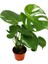 Monstera - Deve Tabanı 60-80 cm 3