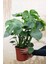 Monstera - Deve Tabanı 60-80 cm 4