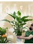 Barış Çiçeği – Spathiphyllum 40CM 3