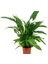 Barış Çiçeği – Spathiphyllum 40CM 3 Adet 1
