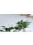 Barış Çiçeği – Spathiphyllum 40CM 3 Adet 2