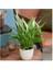 Barış Çiçeği – Spathiphyllum 40CM 3 Adet 4
