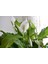 Barış Çiçeği – Spathiphyllum 40CM 3 Adet 5
