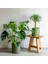 Monstera - Deve Taban 40- 60 cm 2 Adet 5