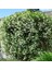Arap Yasemini (Rhyncospermum jasminoides) - Hoş Kokulu ve Dayanıklı Sarmaşık Bitkisi 100 CM+ 1
