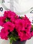 Pembe Açelya (Azalea) - Renkli ve Göz Alıcı Çiçekli Bitki 3