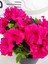 Pembe Açelya (Azalea) - Renkli ve Göz Alıcı Çiçekli Bitki 4