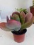 Kalanchoe Thyrsiflora Sukulent 1