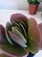 Kalanchoe Thyrsiflora Sukulent 2
