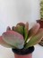 Kalanchoe Thyrsiflora Sukulent 3