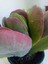 Kalanchoe Thyrsiflora Sukulent 4