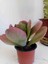 Kalanchoe Thyrsiflora Sukulent 5