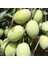 Seneye Meyve Verecek Durumda Kendine Verimli Iri Meyveli Kırmalık Doldurmalık Domat Zeytin Fidanı 1